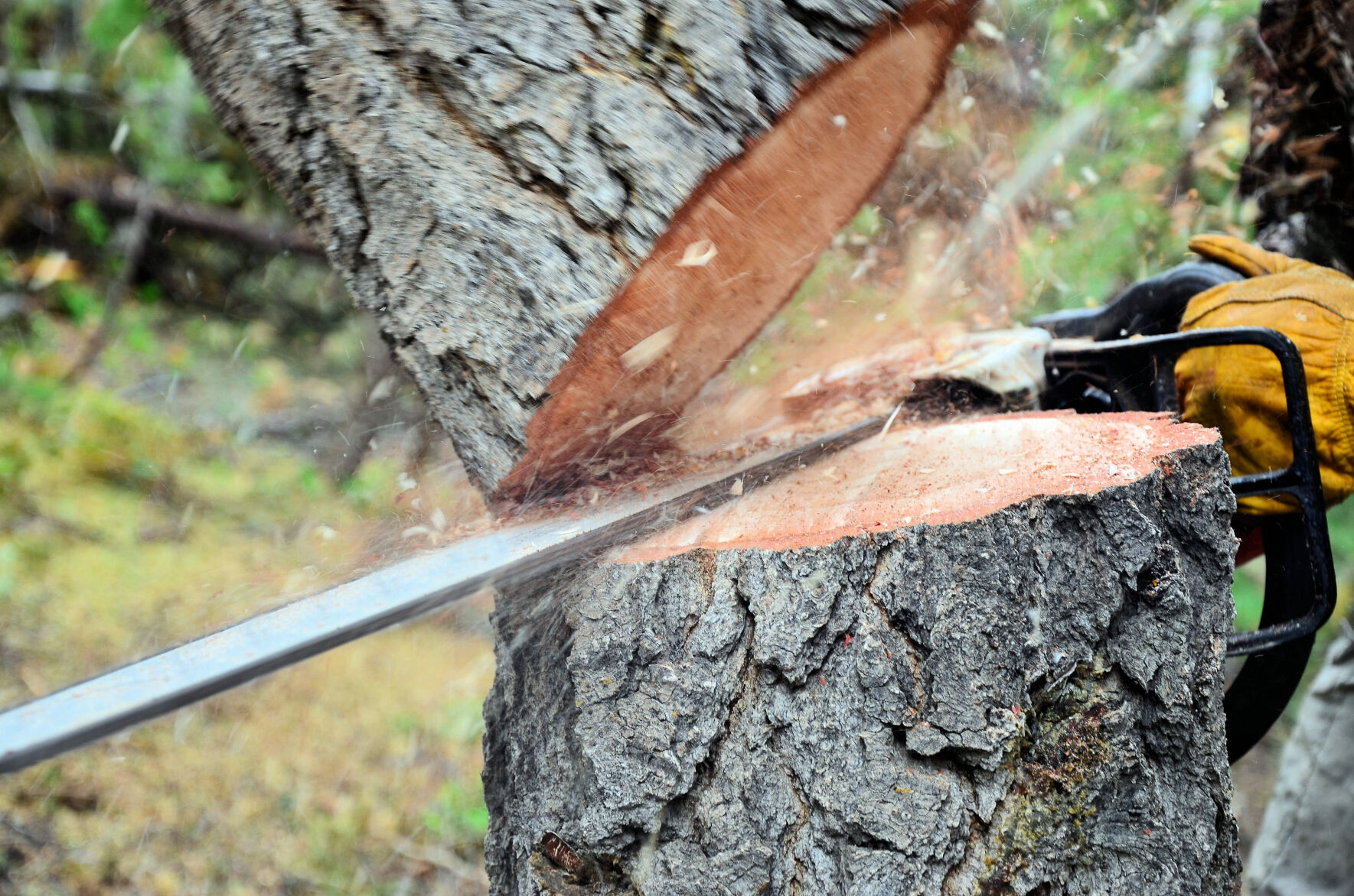 CHAINSAW CUTTING TREE